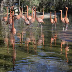 Zoo Barcelona  Flamencos