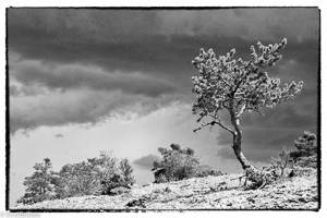 Alto Tajo023