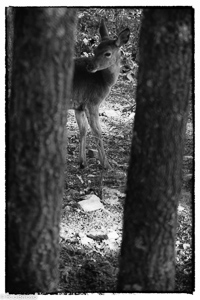 Alto Tajo026
