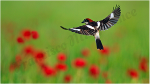 (c) Francisco Mingorance