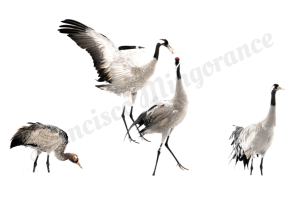 (c) Francisco Mingorance