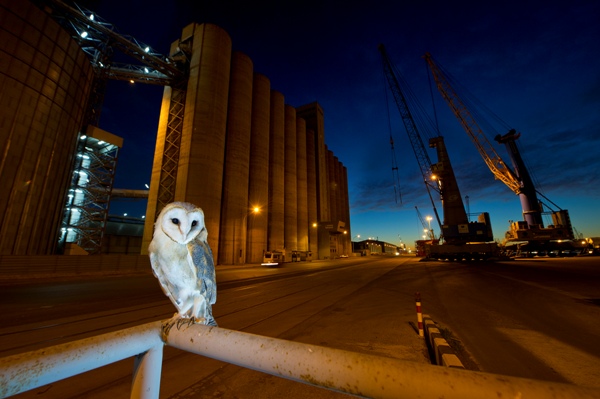 Fotografía de fauna urbana, por Ferran Aguilar