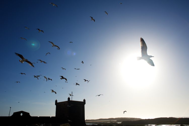 essaouira_2832-1-750x500