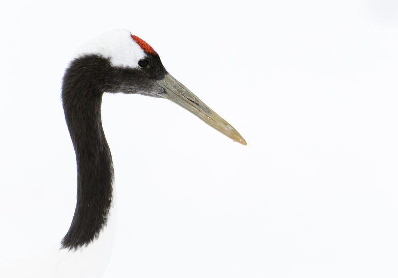 Grus japonensis, de Pau Núñez Santos