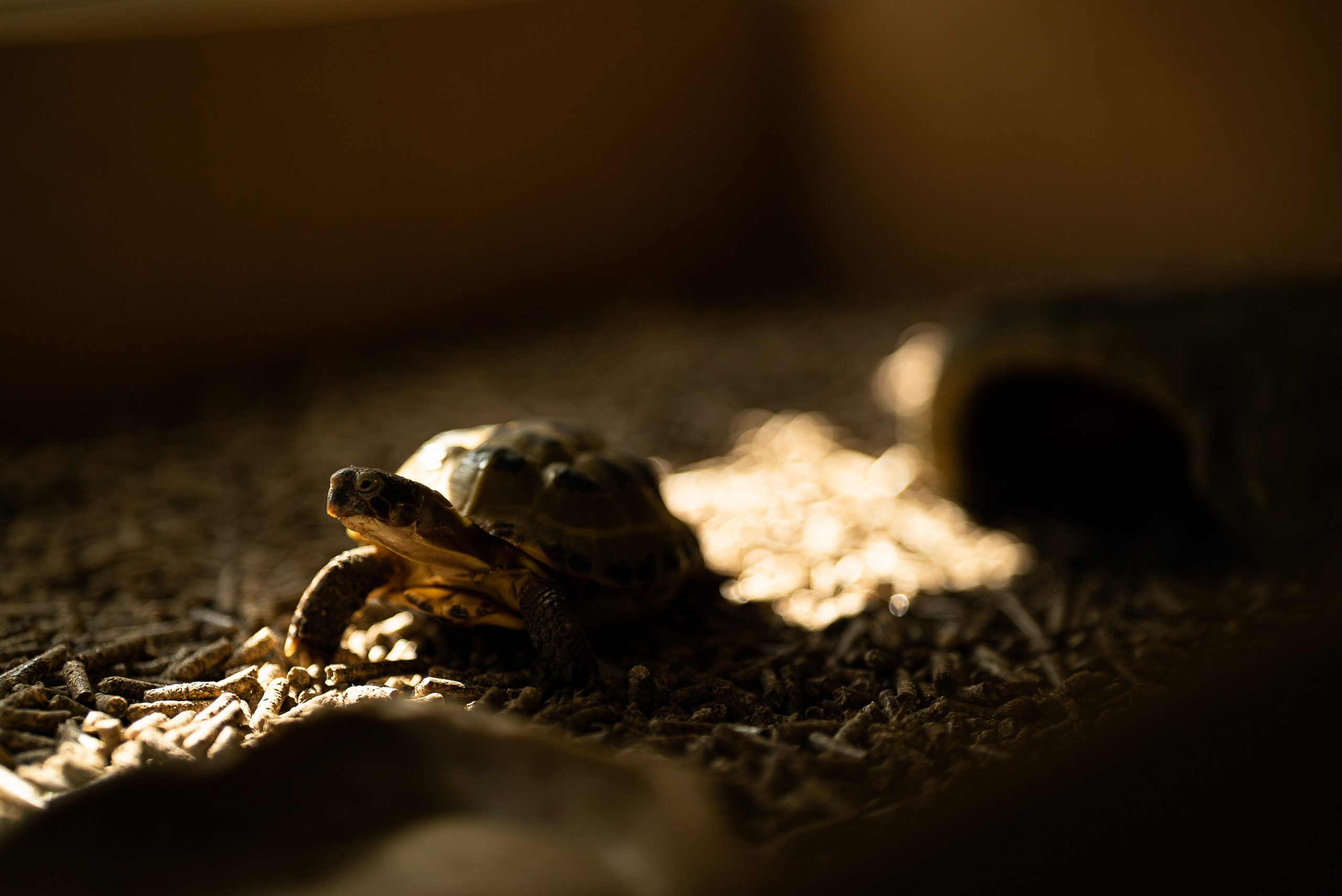 Prueba de la distancia mínima de enfoque - Hodor, mi tortuga, buscando el sol