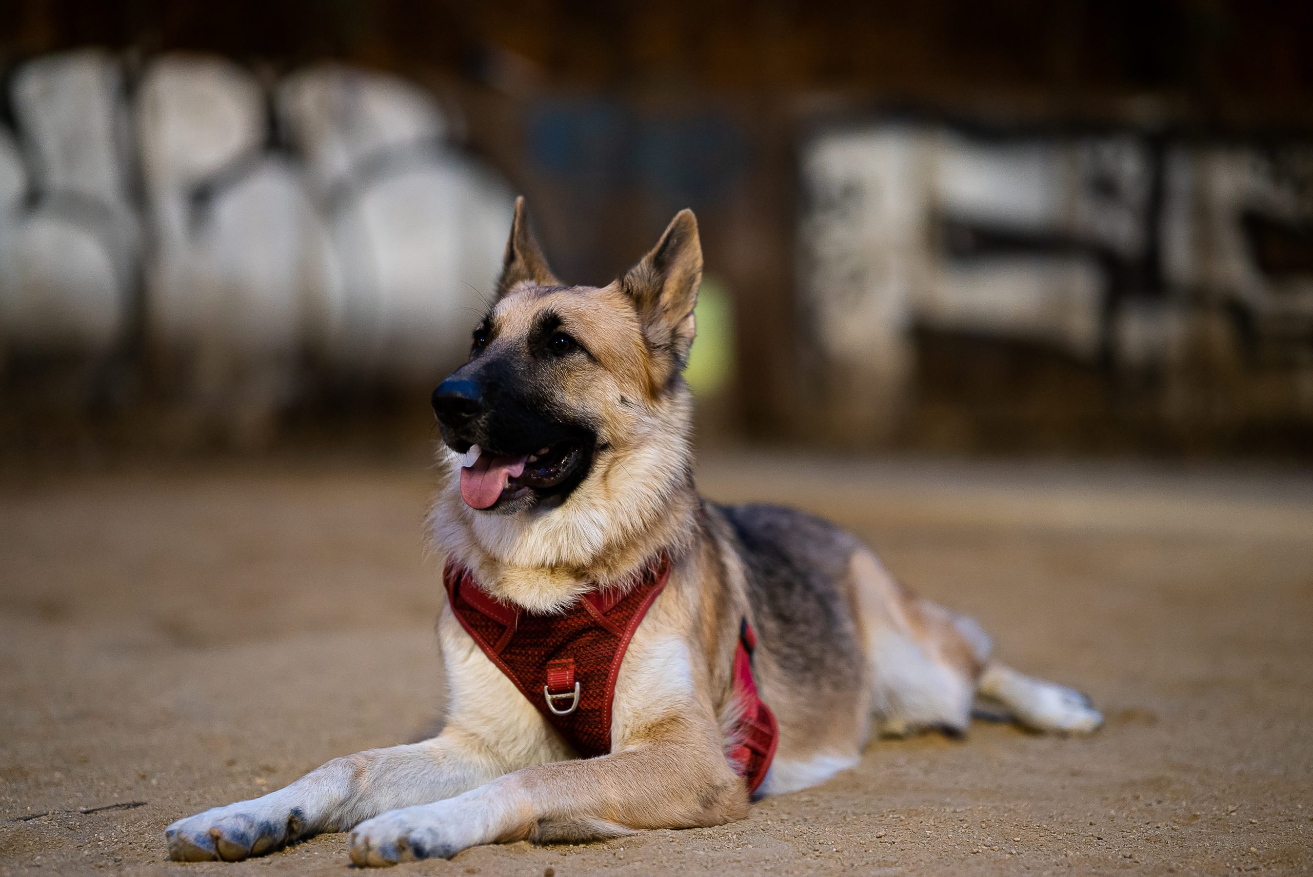 Prueba de bokeh - Thor, uno de los perros que van al mismo al que llevo el mío
