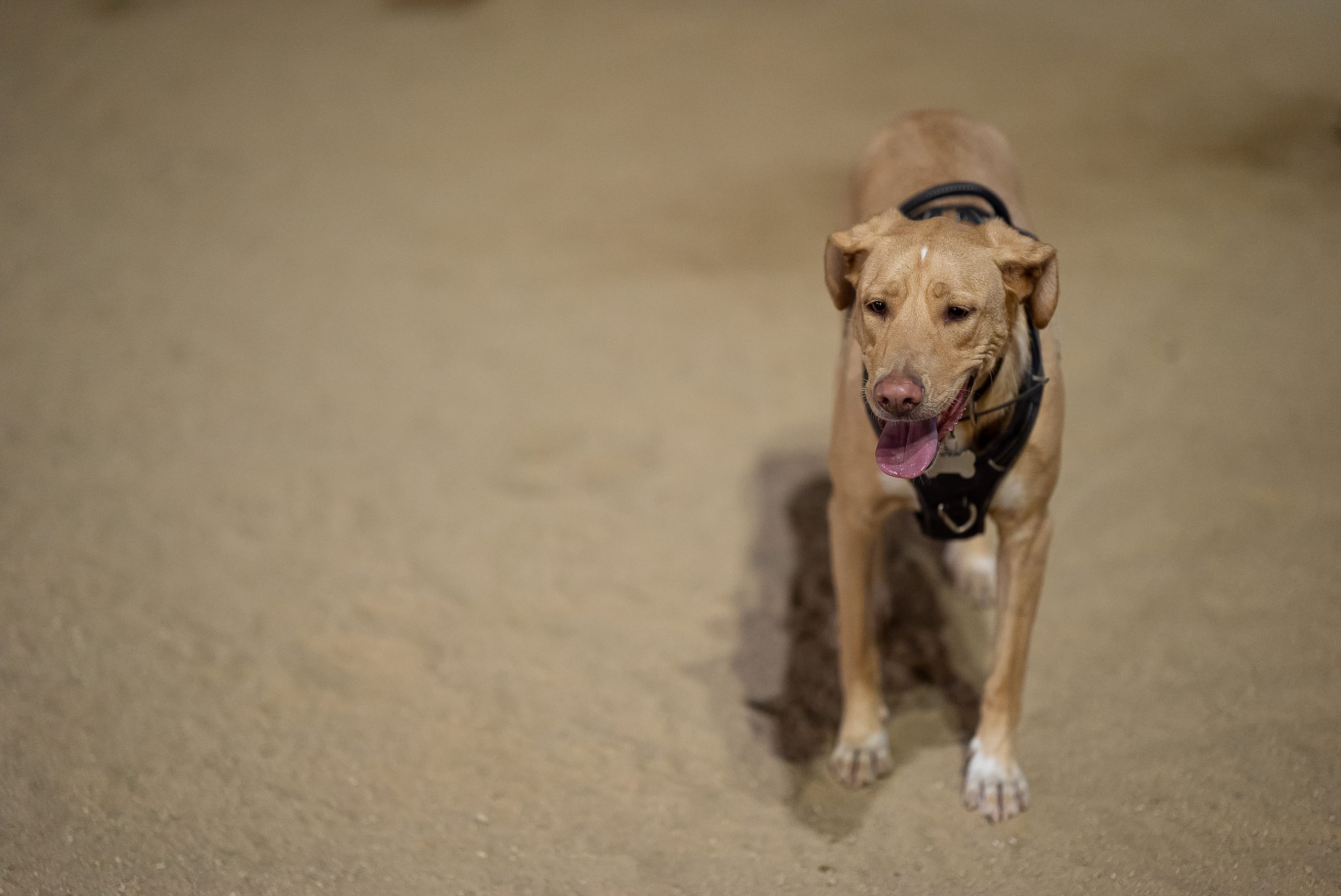 Prueba de viñeteo - Uma, una perrita del mismo parque al que llevo al mío